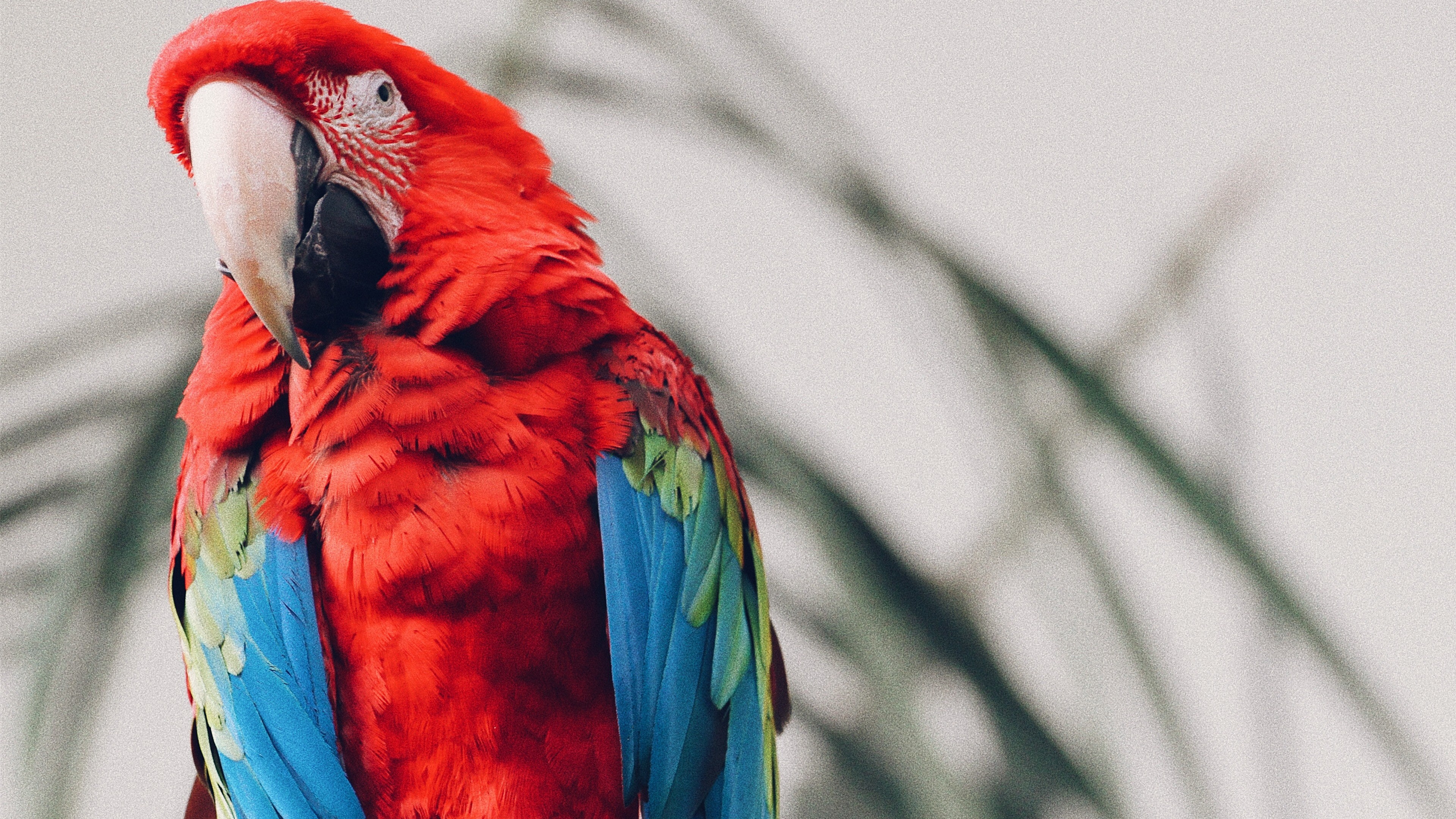 Keen Colorful Macaw Parrot 4k Images - Macaw Parrot 4k - HD Wallpaper 