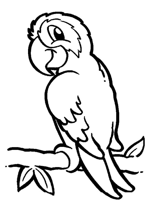 Parrot On Branch Coloring Page - Parrot Clipart Black And White - HD Wallpaper 