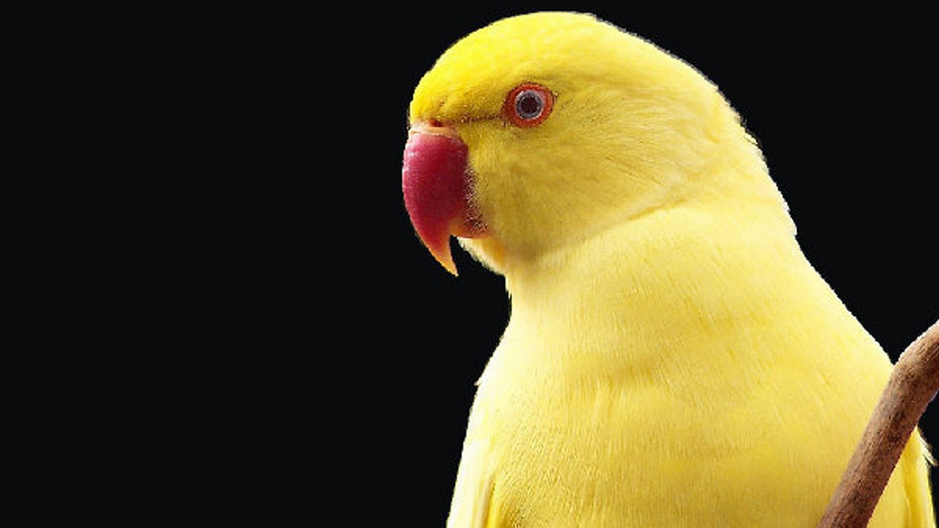 Best Bird Wallpaper Id - Budgie - HD Wallpaper 