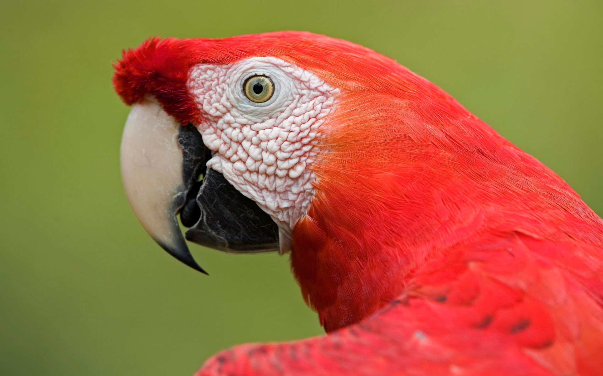 Scarlet Macaw Big Red American Parrot Wallpaper - Birds Hd Images All - HD Wallpaper 