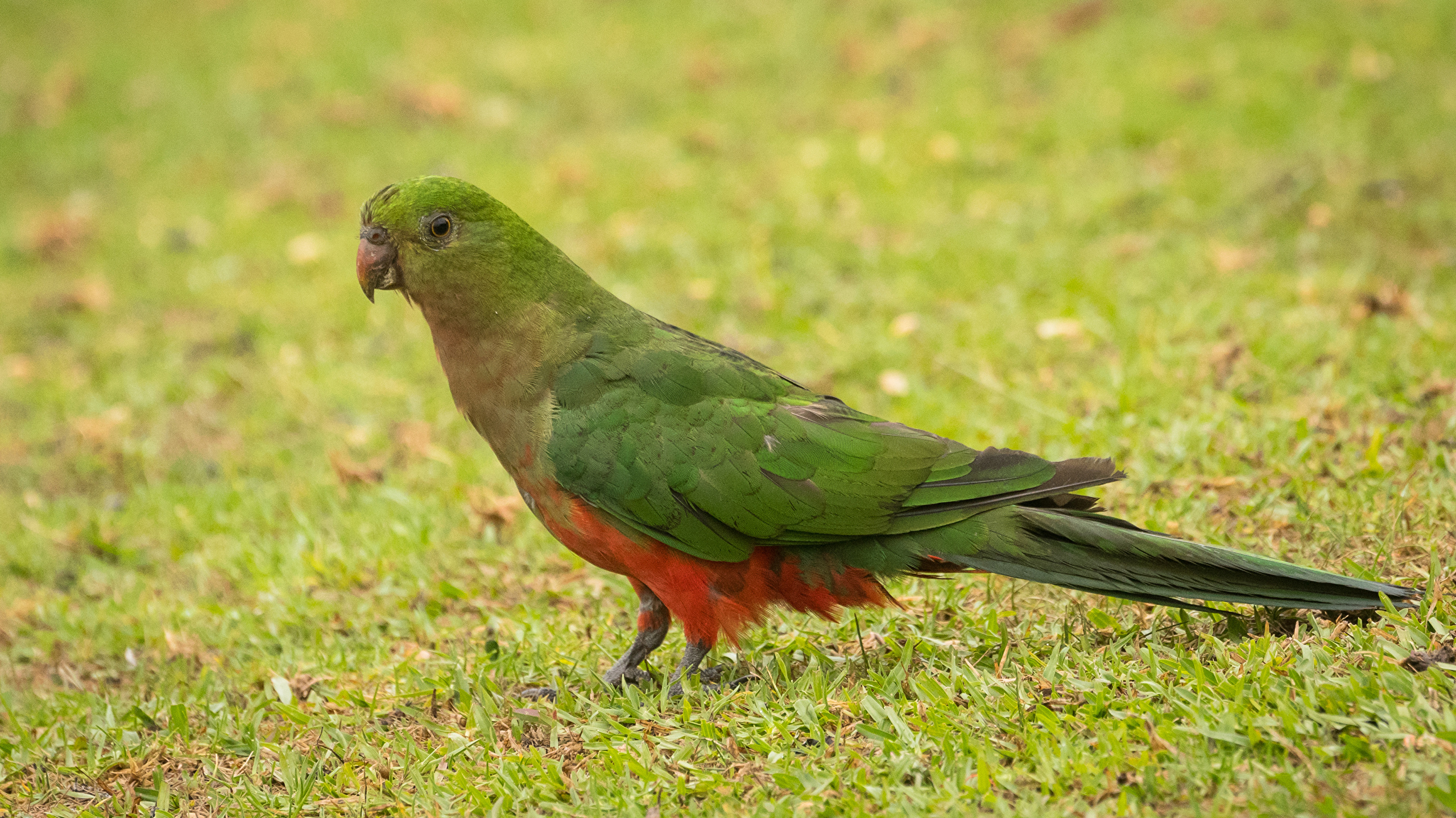 Parrot - HD Wallpaper 