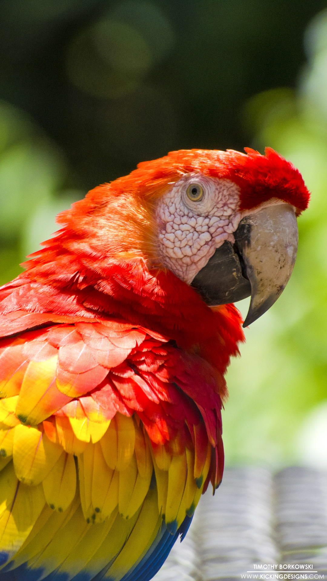 Macaw - HD Wallpaper 