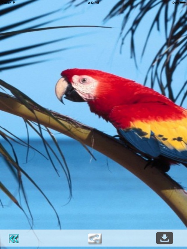 Scarlet Macaw - HD Wallpaper 