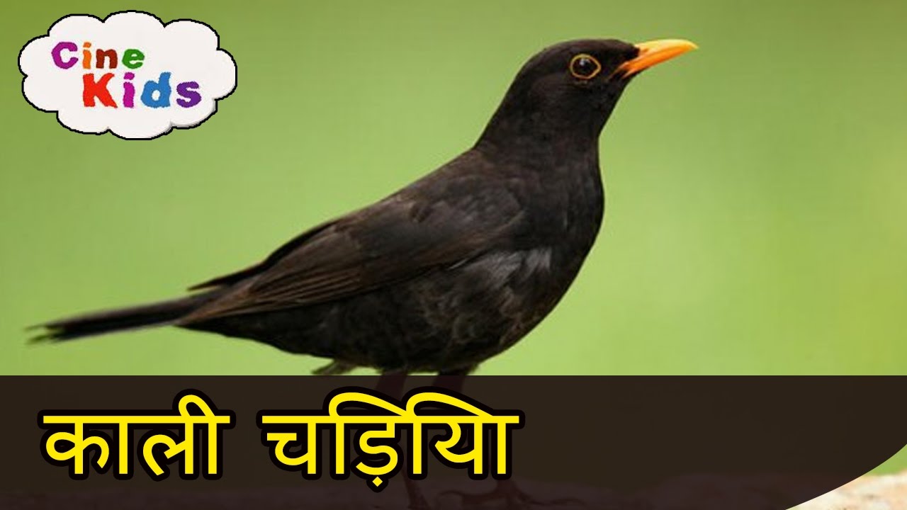 Blackbird - HD Wallpaper 