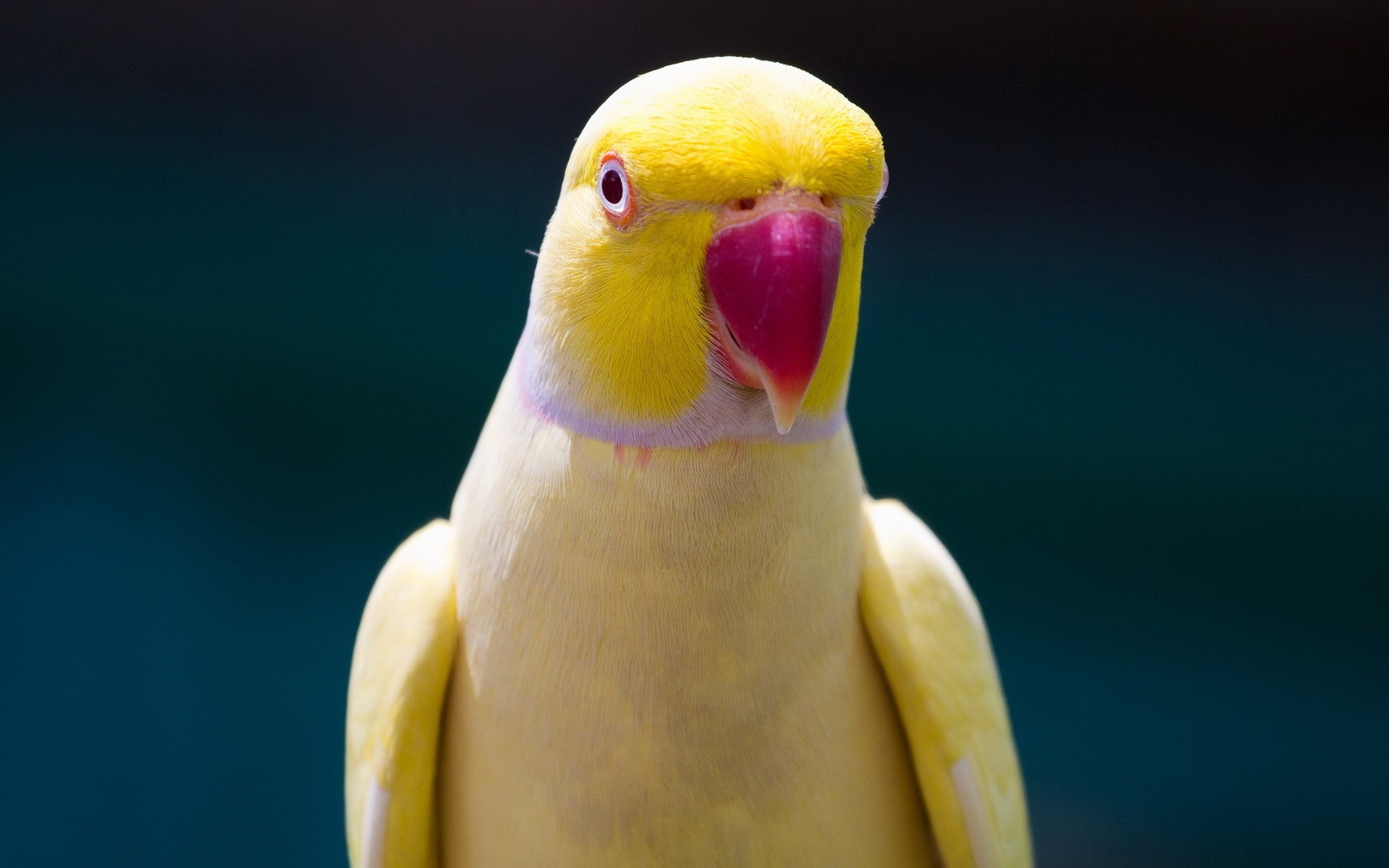 Yellow Parrot - Yellow African Ringneck Parrot - HD Wallpaper 