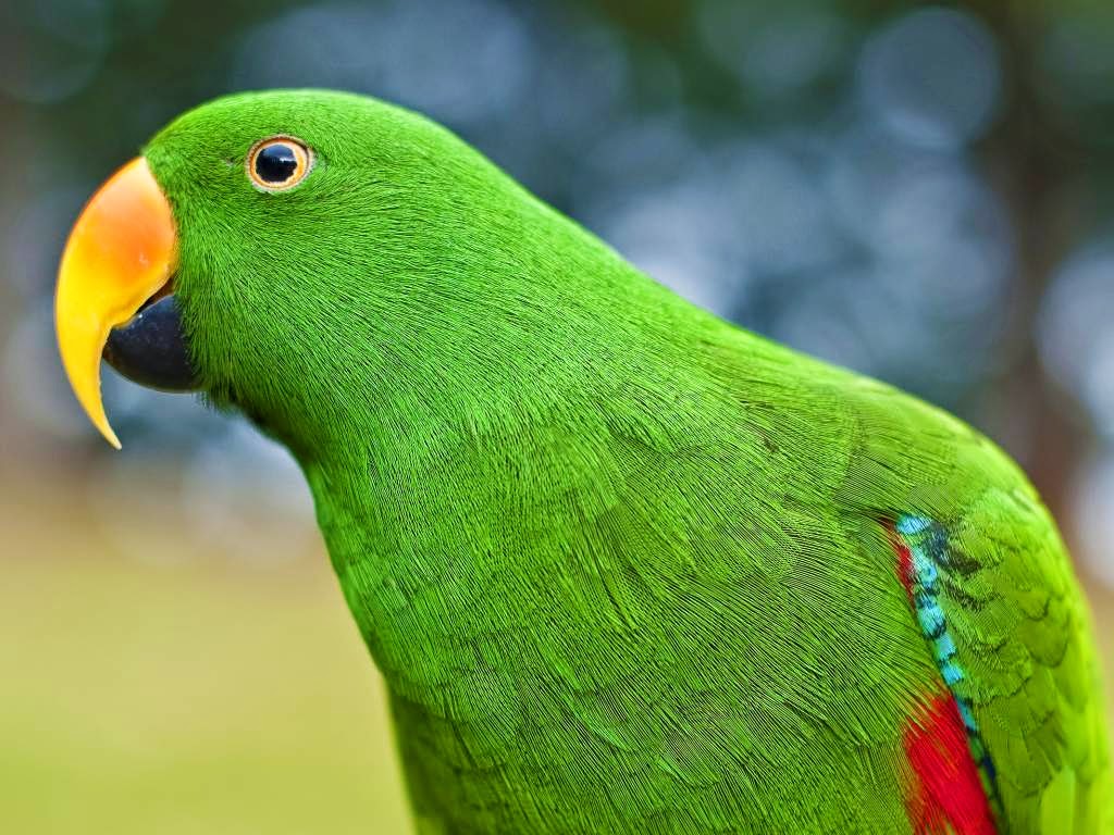 Parrot Images Hd 1080p - HD Wallpaper 