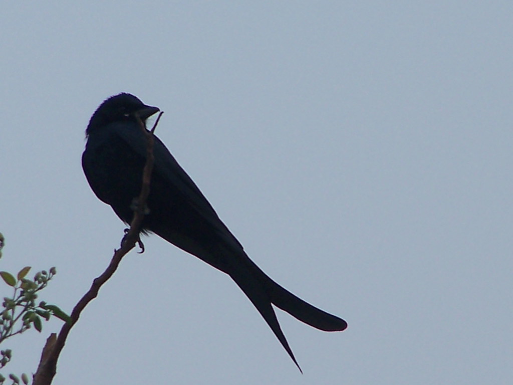 Red Winged Blackbird - HD Wallpaper 