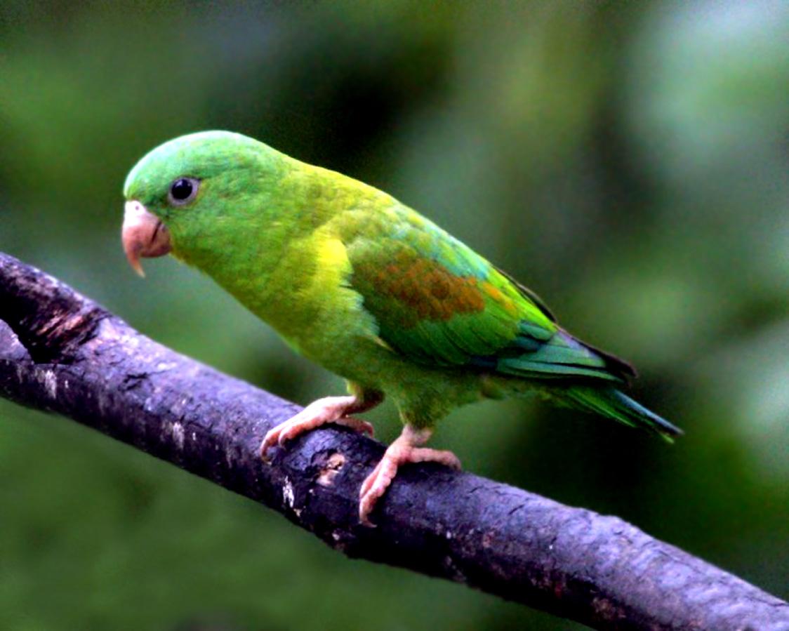 Parakeet Bird Images Hd - Birds Parrot In Green Colour - HD Wallpaper 