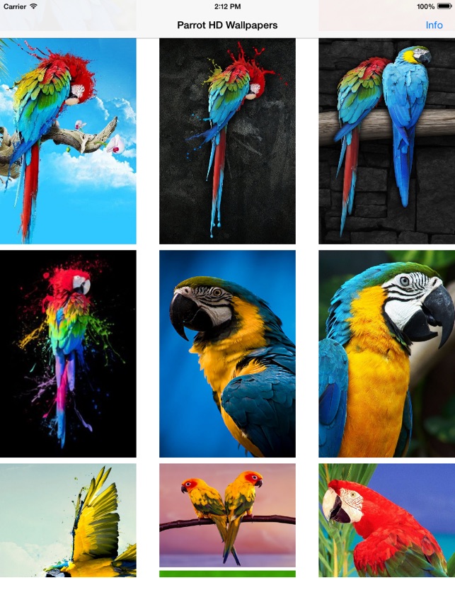Macaw - HD Wallpaper 