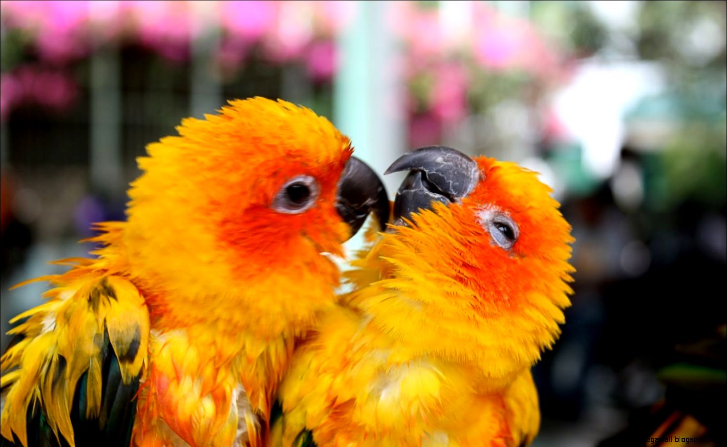 28 Cute Love Birds Hd Wallpapers Parrot Hd Wallpapers - Cute Love Birds Wallpaper Hd - HD Wallpaper 