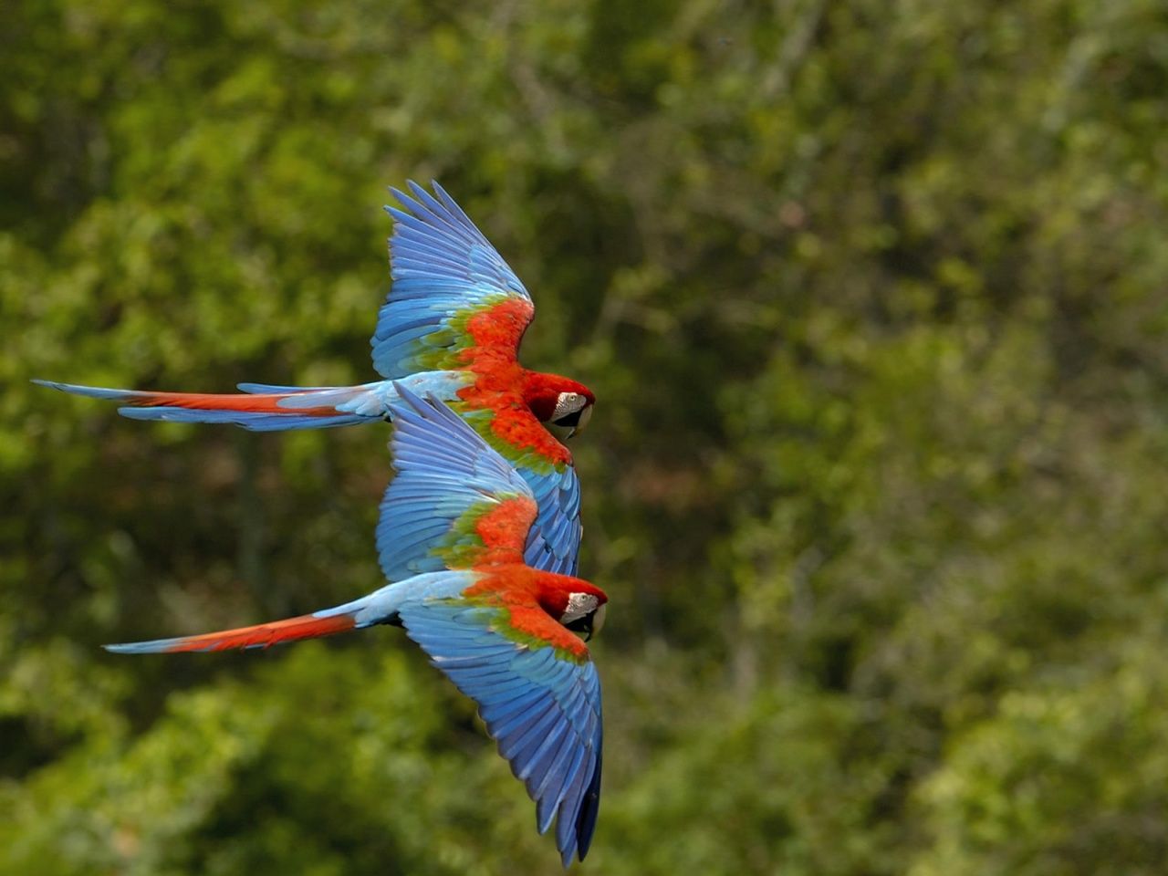 Exotic Birds From Brazil - HD Wallpaper 