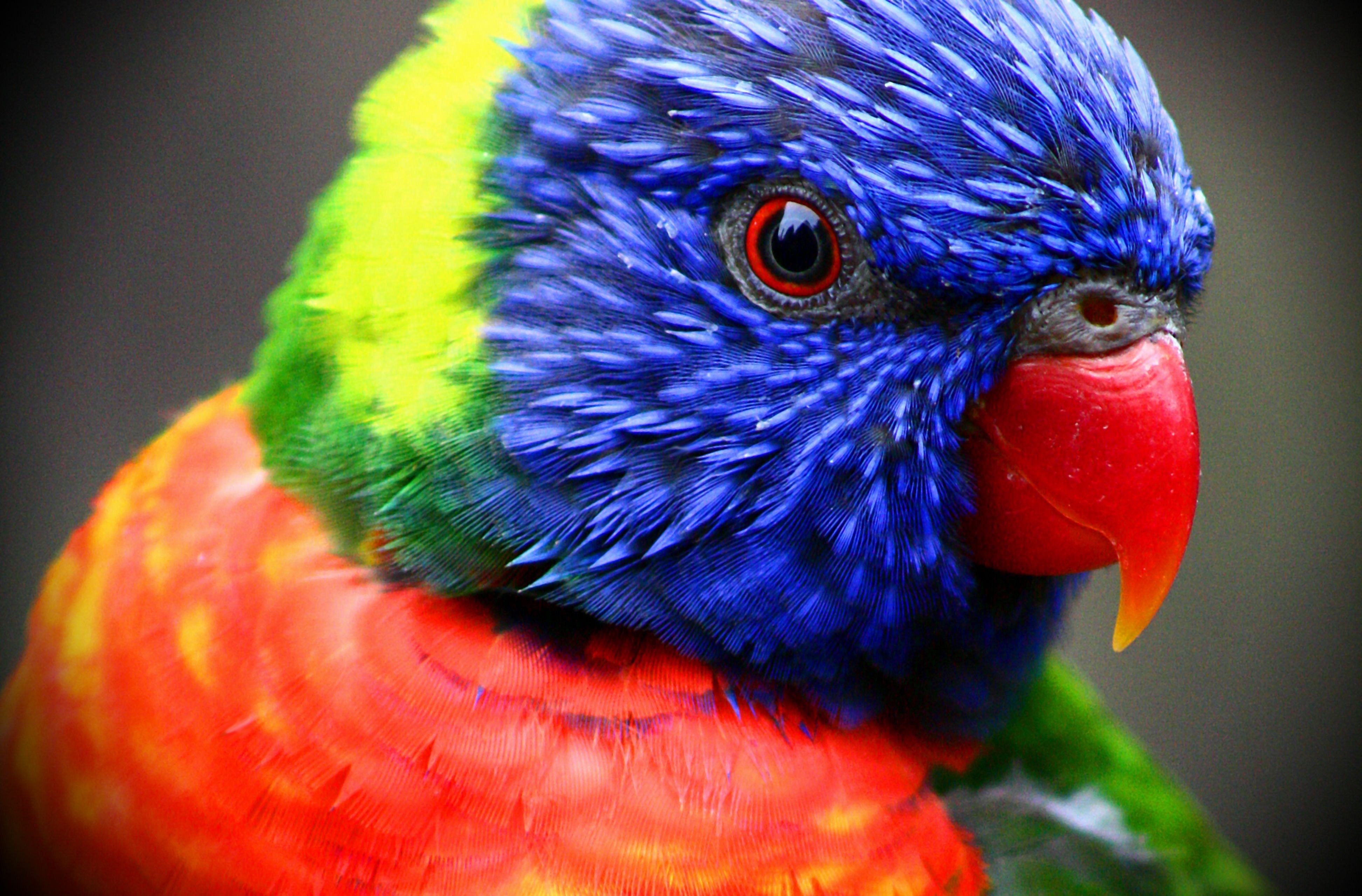 Wallpaper - Colorful Bird - HD Wallpaper 
