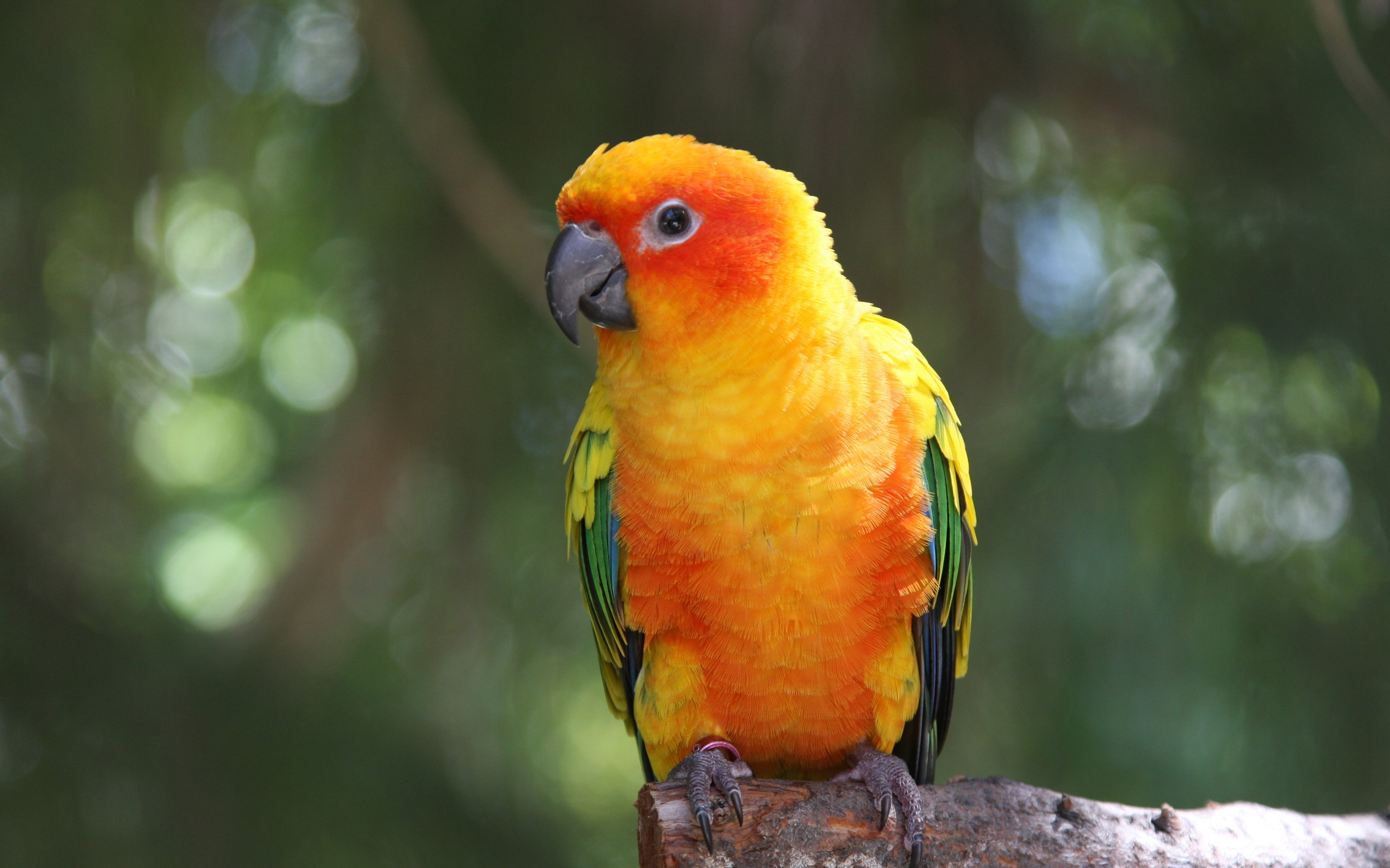 Parrot Wallpaper Yellow - HD Wallpaper 