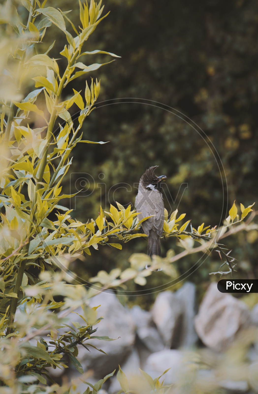 Finch - HD Wallpaper 