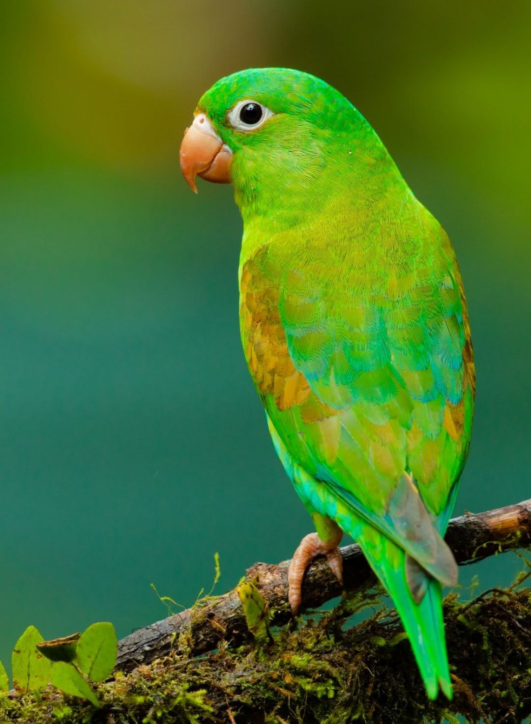 Android, Iphone, Desktop Hd Backgrounds / Wallpapers - Green Parrot - HD Wallpaper 