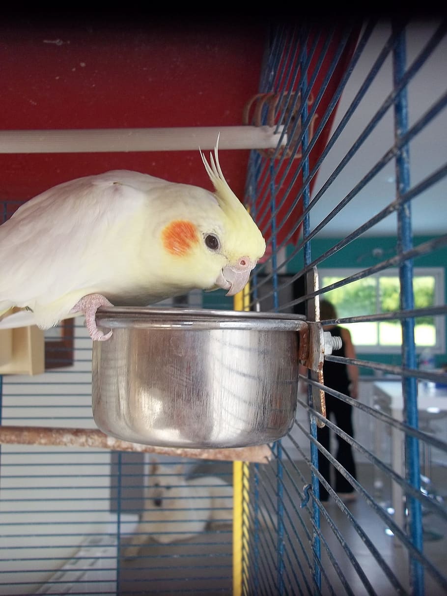 Calopsittes, Birds, Animals, I Wanted To Live With - Cockatiel - HD Wallpaper 