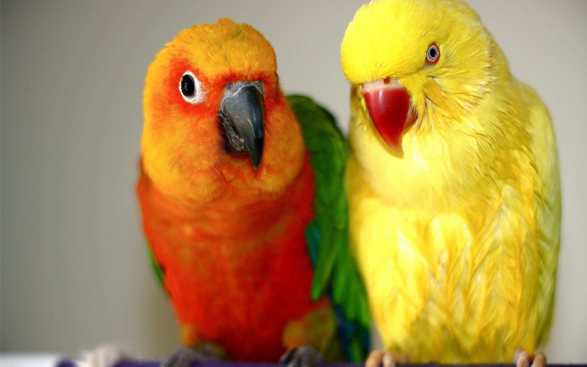 Sun Conure And Indian Ringneck - HD Wallpaper 