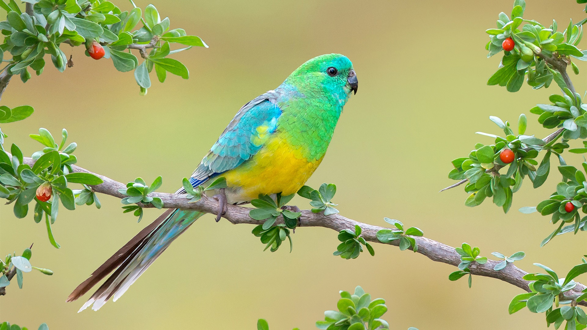 Beautiful Images Birds - HD Wallpaper 