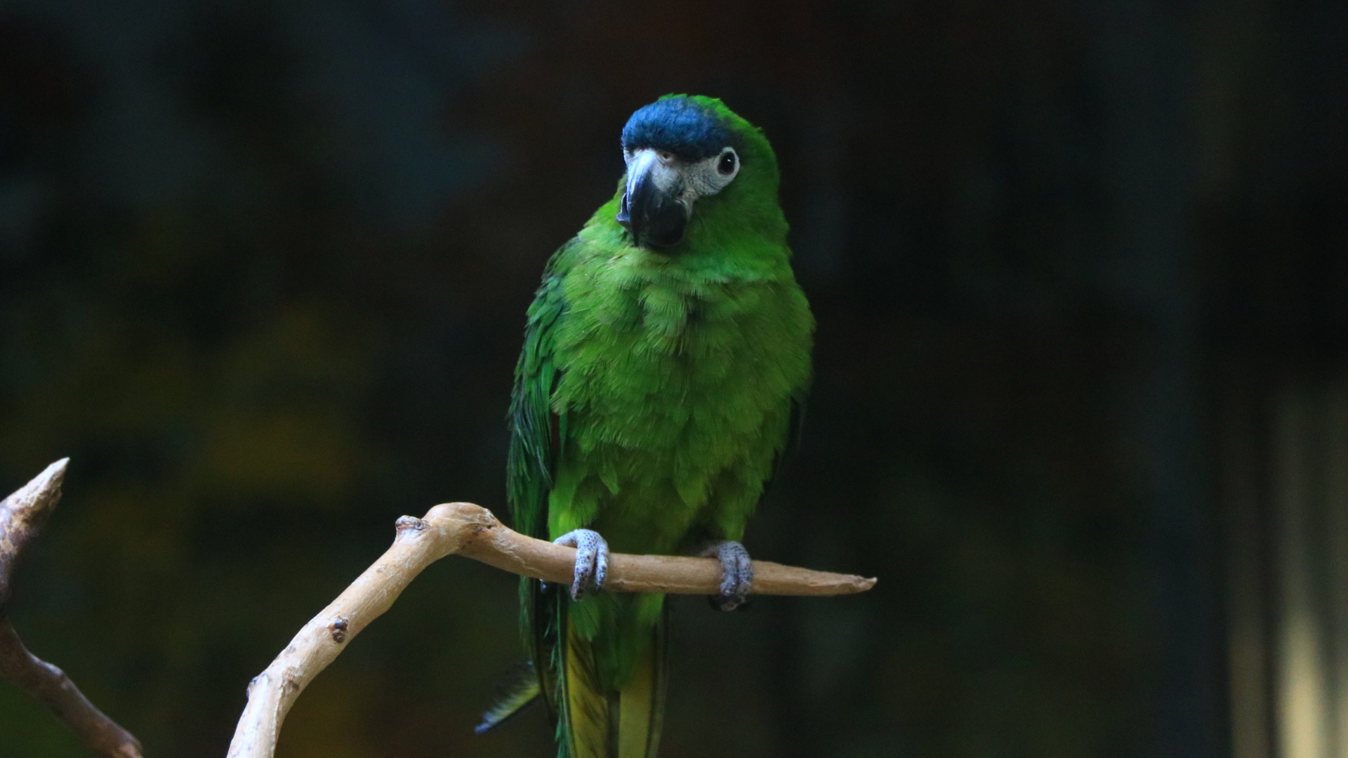 Green Parrot, Birds, Blur, Wallpaper - Green Birds Wallpaper Iphone - HD Wallpaper 
