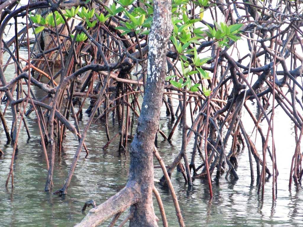 Chidiya Tapu Photo - Swamp - HD Wallpaper 