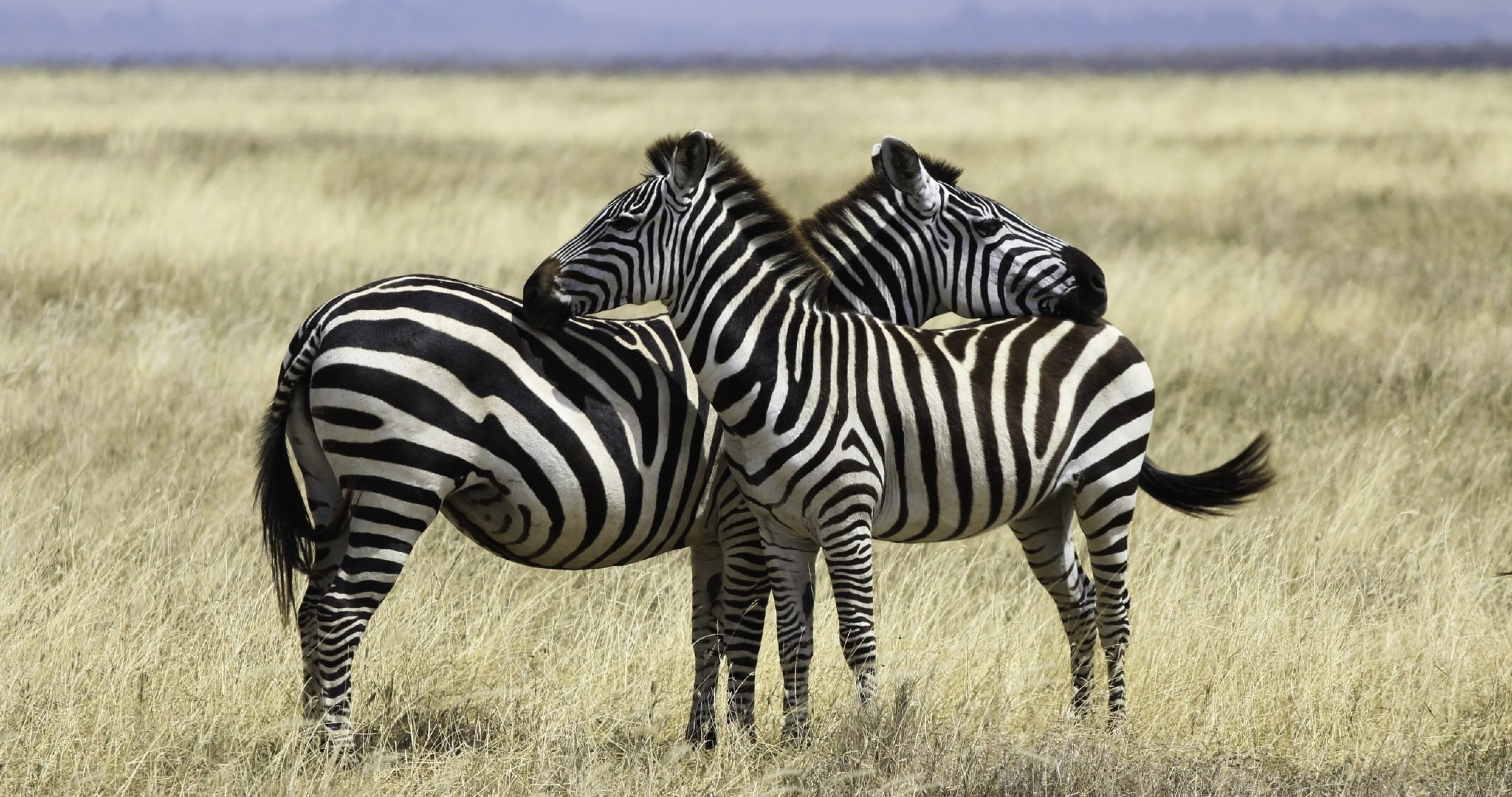 Zebra - HD Wallpaper 
