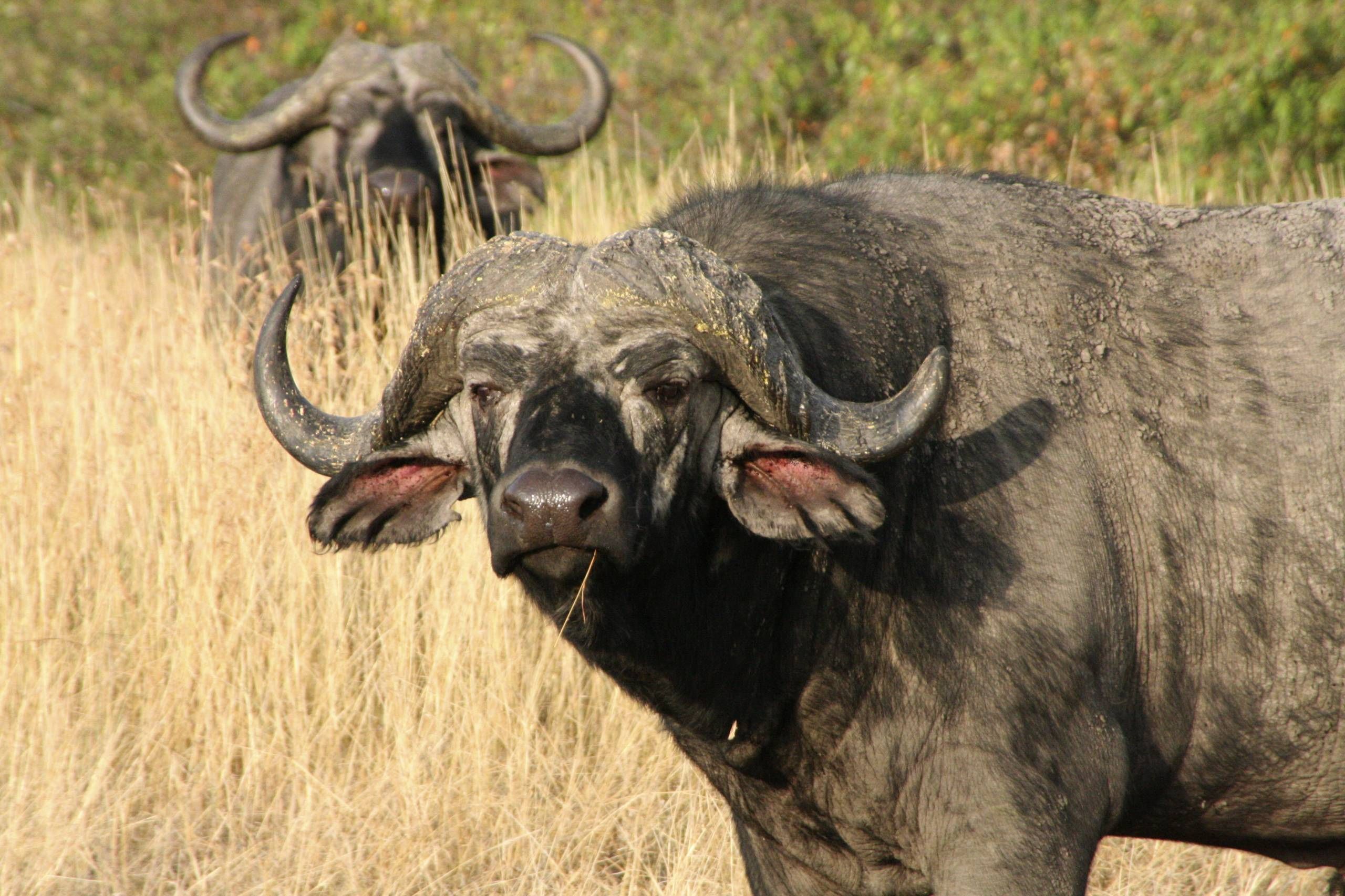 African Buffalo - HD Wallpaper 
