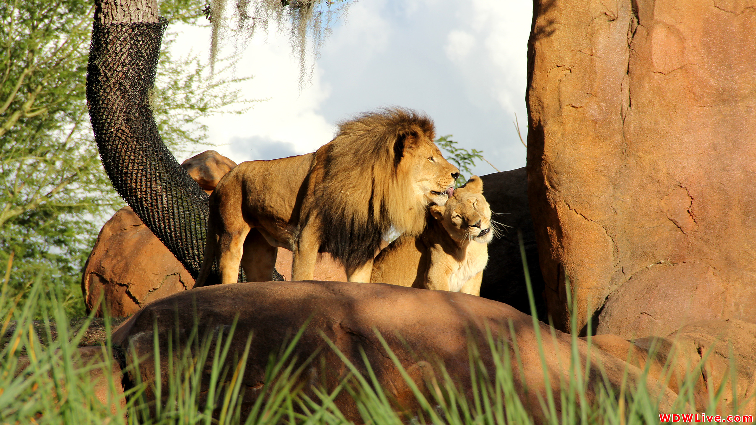 Lion And Lioness Kissing Animal Wallpaper Hd Background - Disney Animal Kingdom Lion - HD Wallpaper 