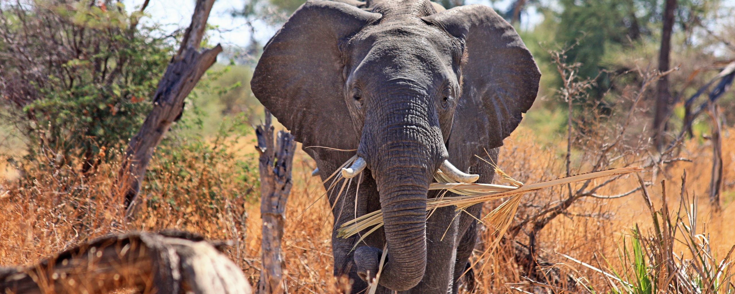 Wallpaper Elephant, Safari, Africa, Trunk - Ecosystem Of Elephants - HD Wallpaper 