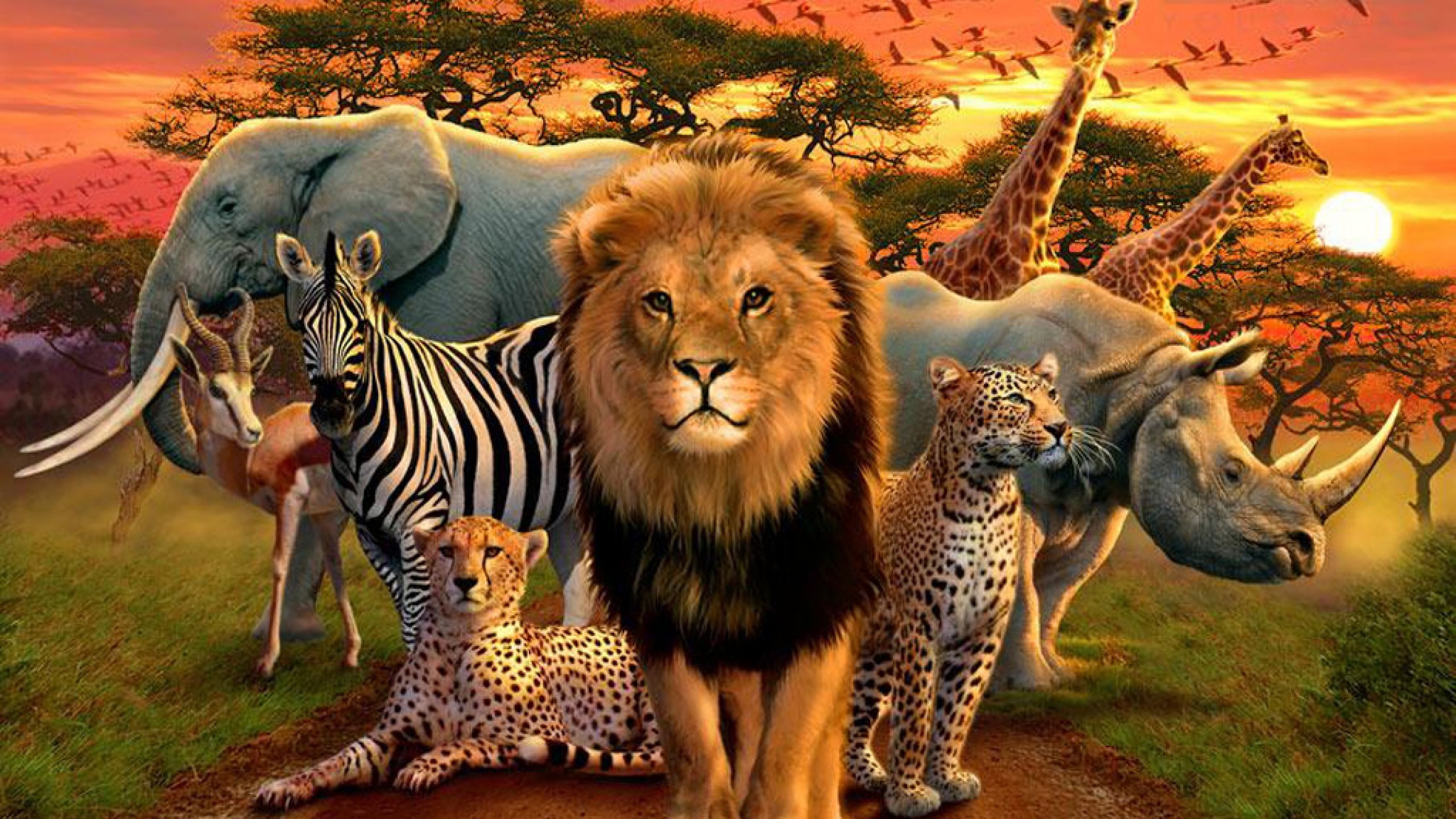 Data Src African Animals Wallpaper Picture - African Animals - HD Wallpaper 