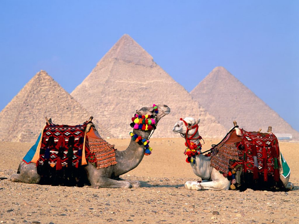 Egypt Cairo Camels - Camel And Pyramids - HD Wallpaper 