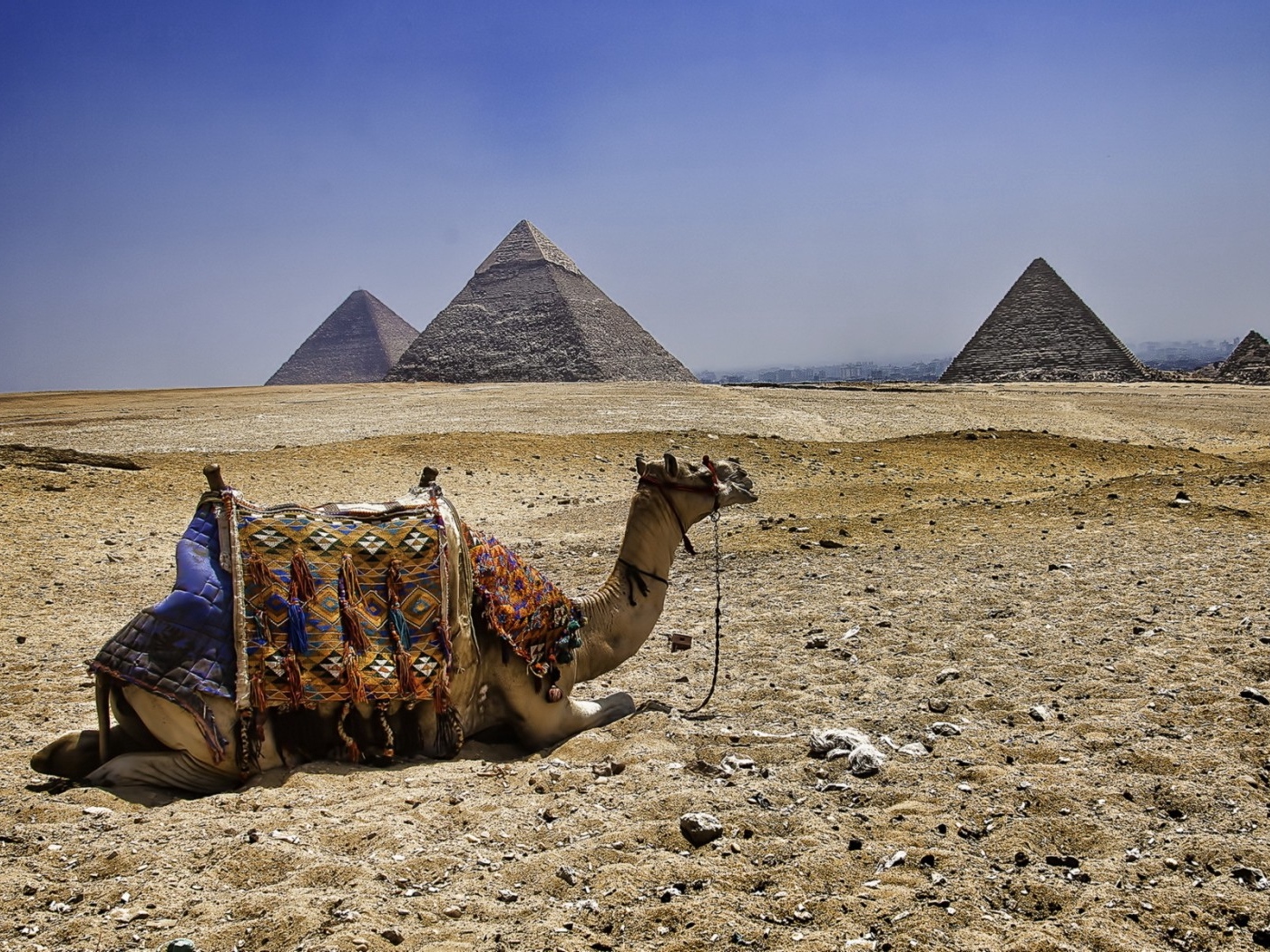 Wallpaper Camel, Pyramids, Egypt - Egypt - HD Wallpaper 