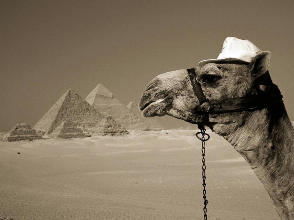 You Can Leave Your Hat On Camel Dessert Egypt Fun Hd - Giza Necropolis - HD Wallpaper 
