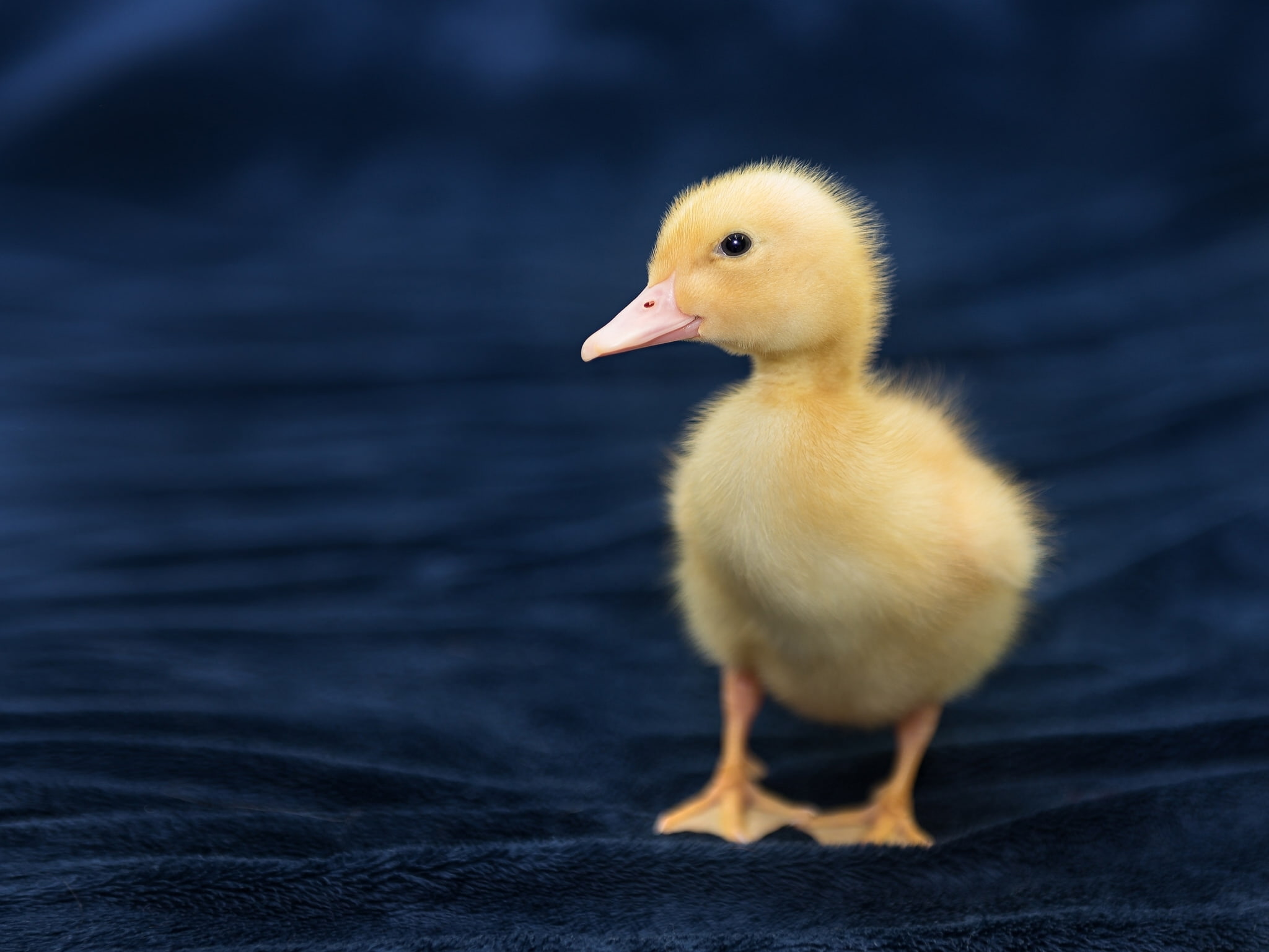 Baby Duck Chick - HD Wallpaper 