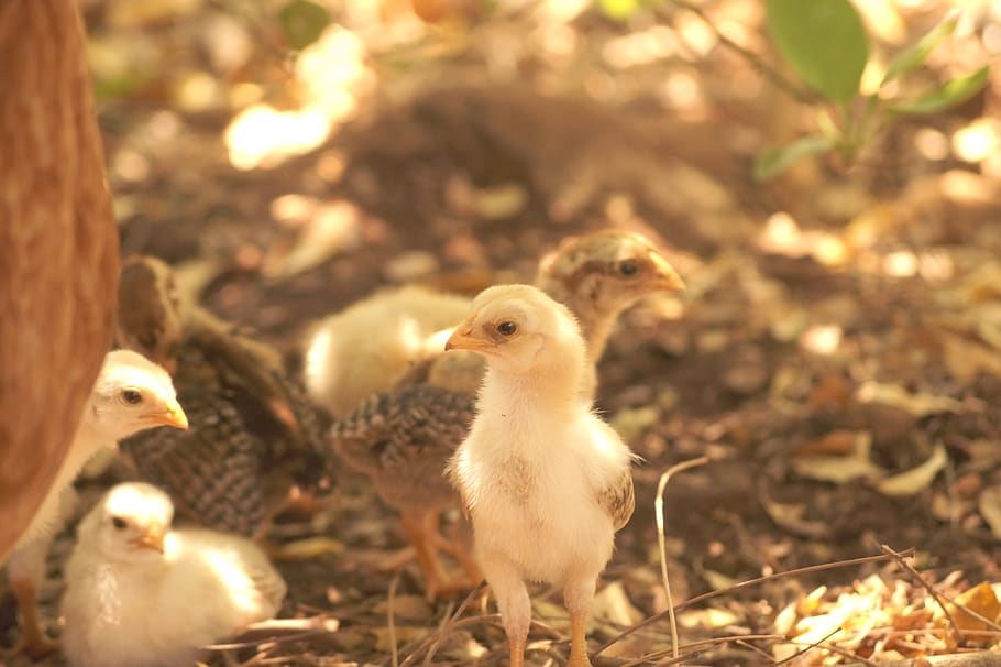 India, Paramathi, Chick, Chickens, Outdoor, Sunlight, - Chicken - HD Wallpaper 