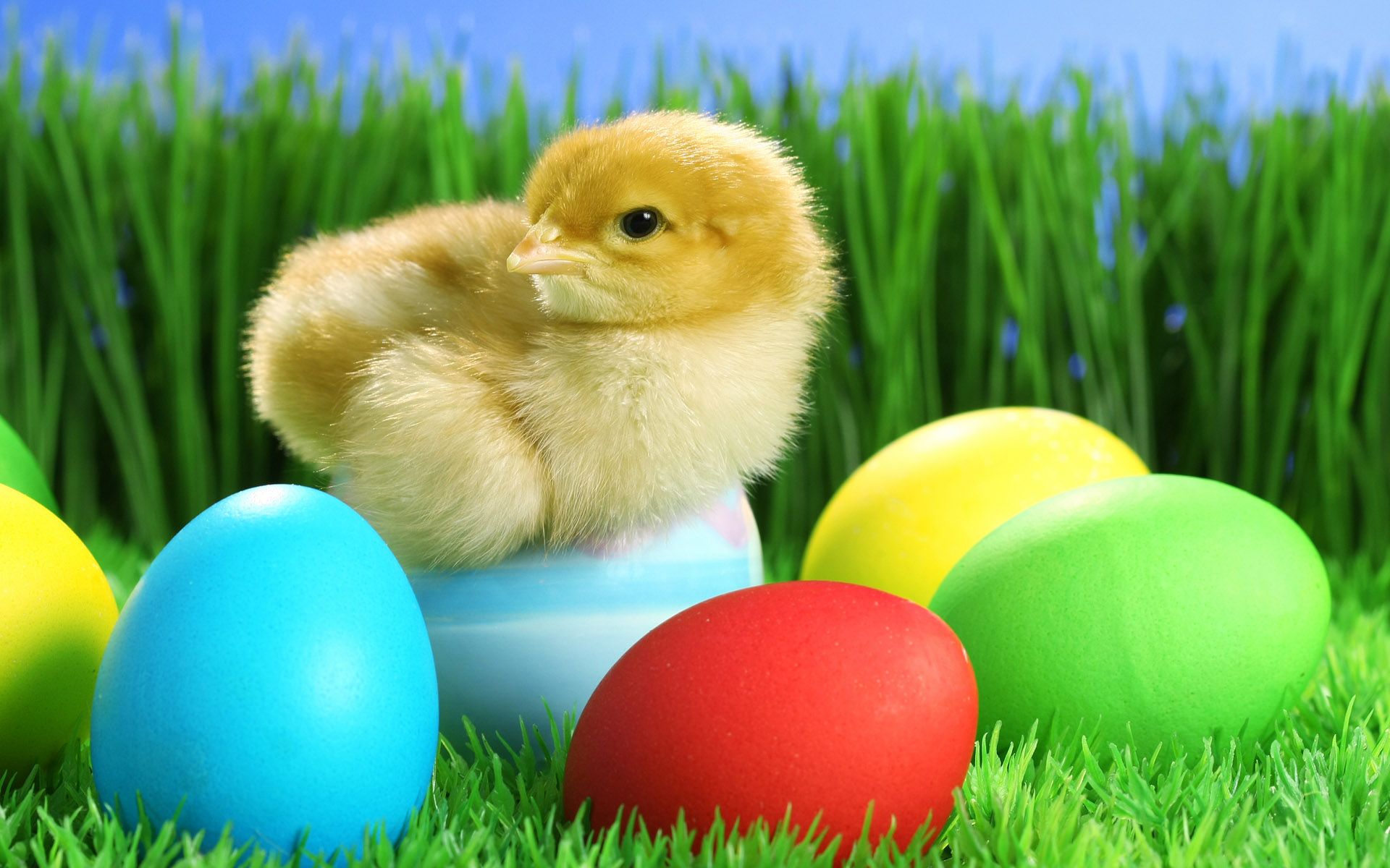 Real Cute Easter Chick - HD Wallpaper 