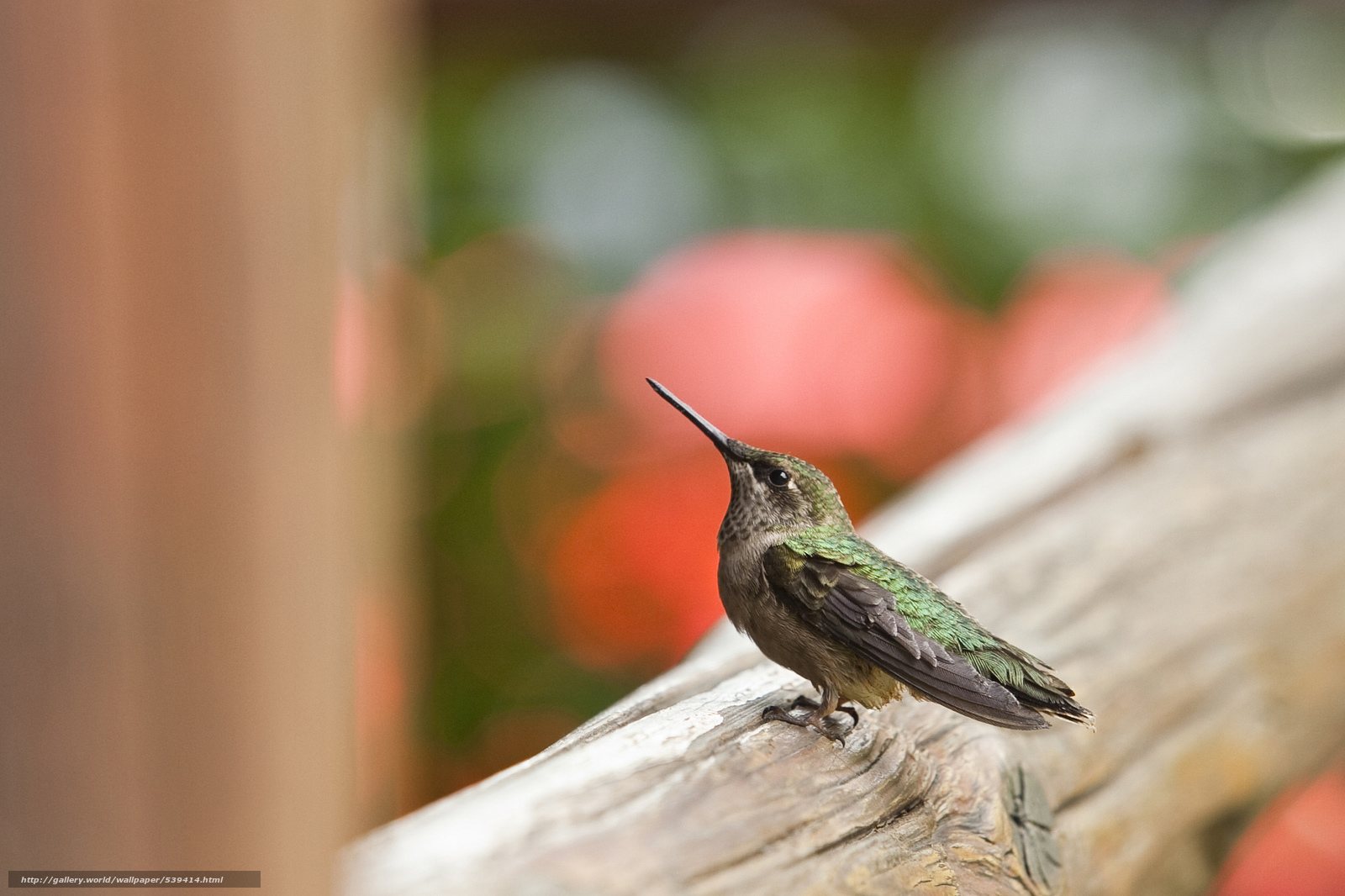 Download Wallpaper Baby, Hummingbird, Cuteness, Chick - Hummingbird - HD Wallpaper 