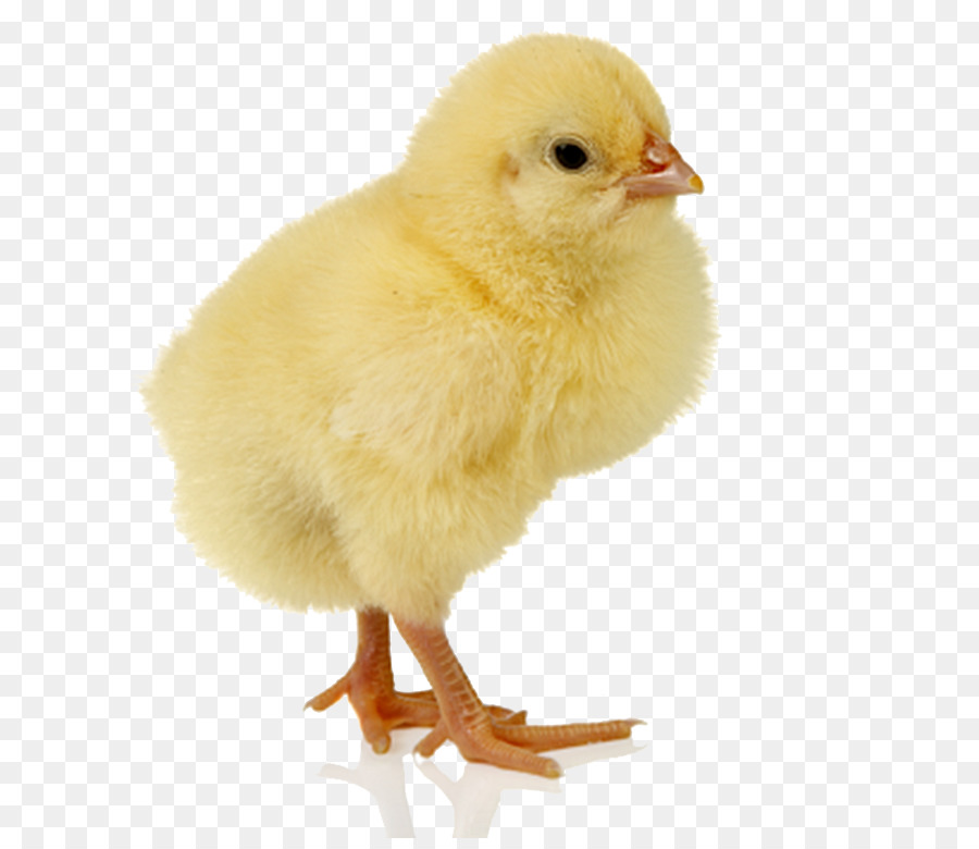 Baby Chicken Transparent Background - HD Wallpaper 