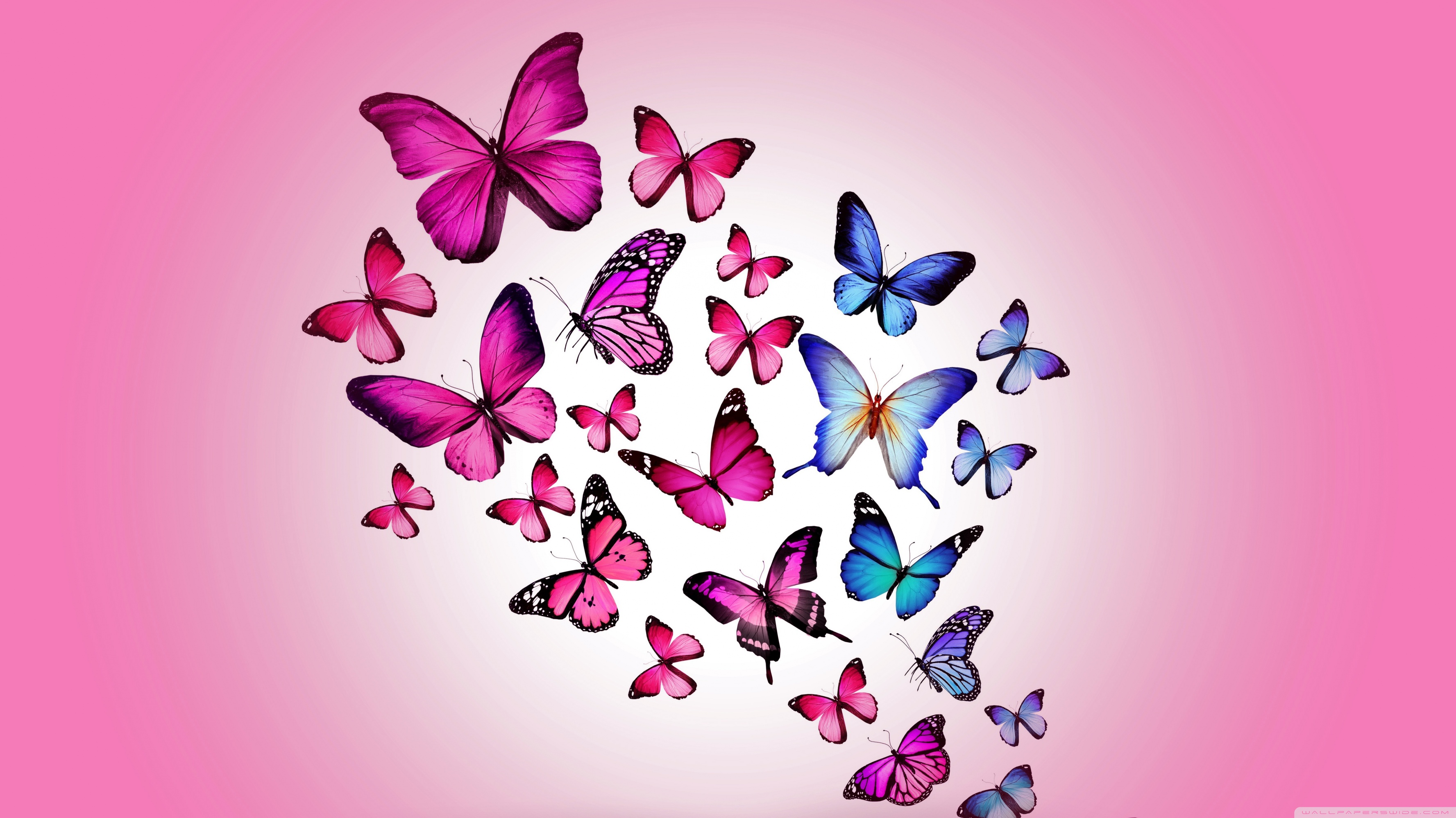 Butterfly Hd Wallpaper For Desktop - HD Wallpaper 