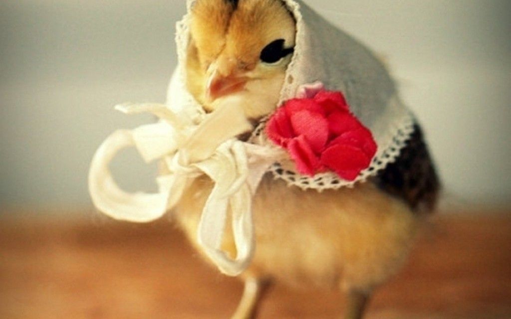 Baby Chicks In Hats - HD Wallpaper 