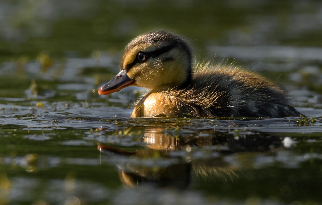 Photo Wallpaper Water, Light, Reflection, Bird, Eyes, - Baby Duck In Watter - HD Wallpaper 