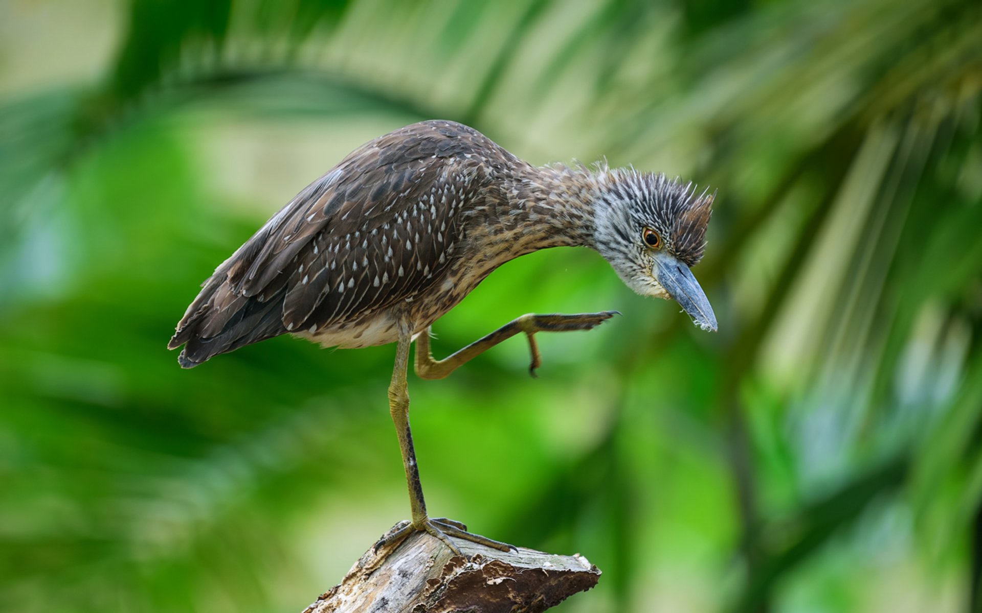 Heron - HD Wallpaper 