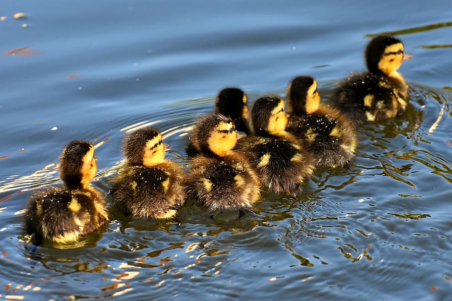 Seven Ducklings Swam On Water, Mallard, Chicks, Baby, - Mallard - HD Wallpaper 