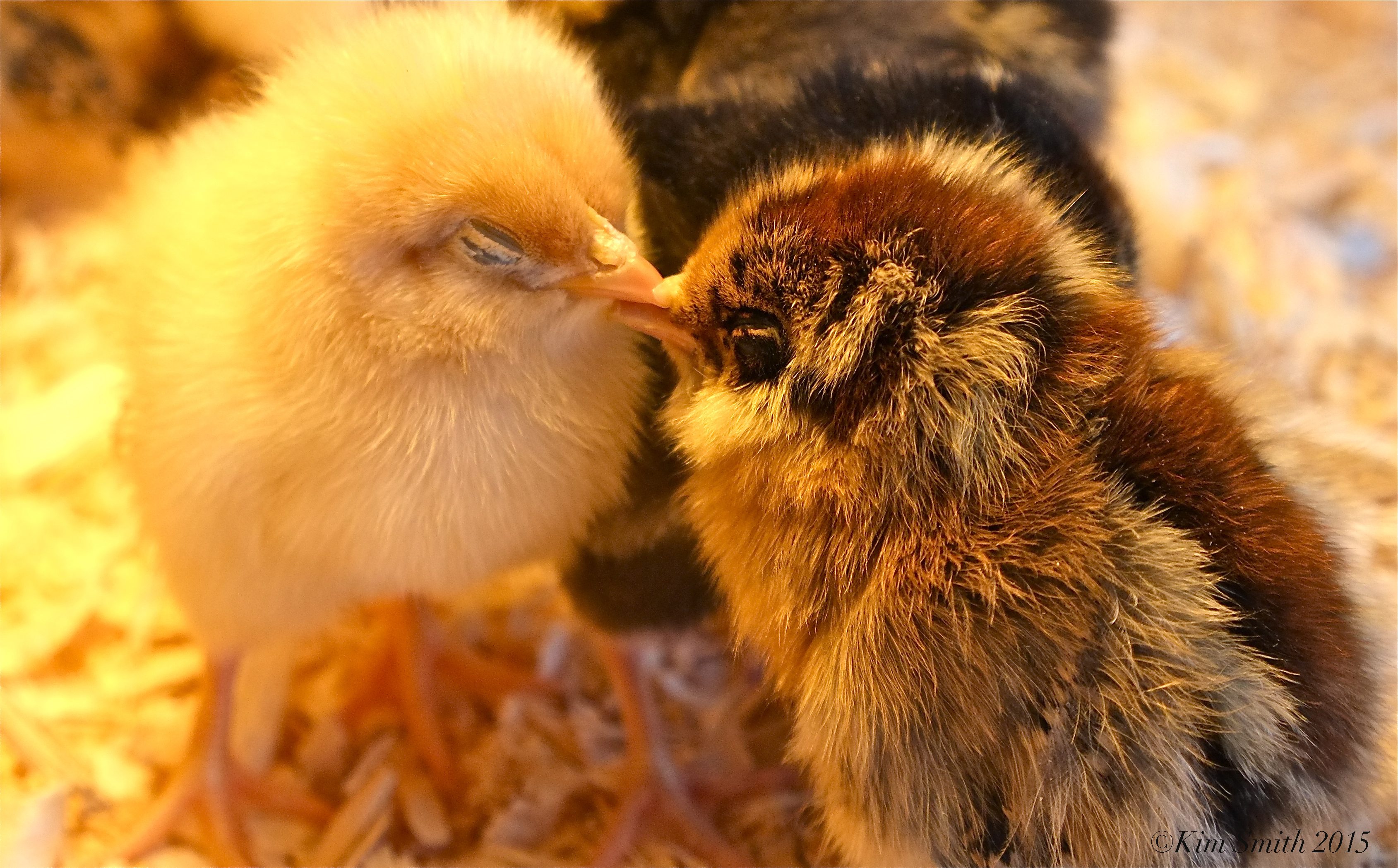 Baby Chicks Backyard Growers ©kim Smith - Chicken Babies - HD Wallpaper 