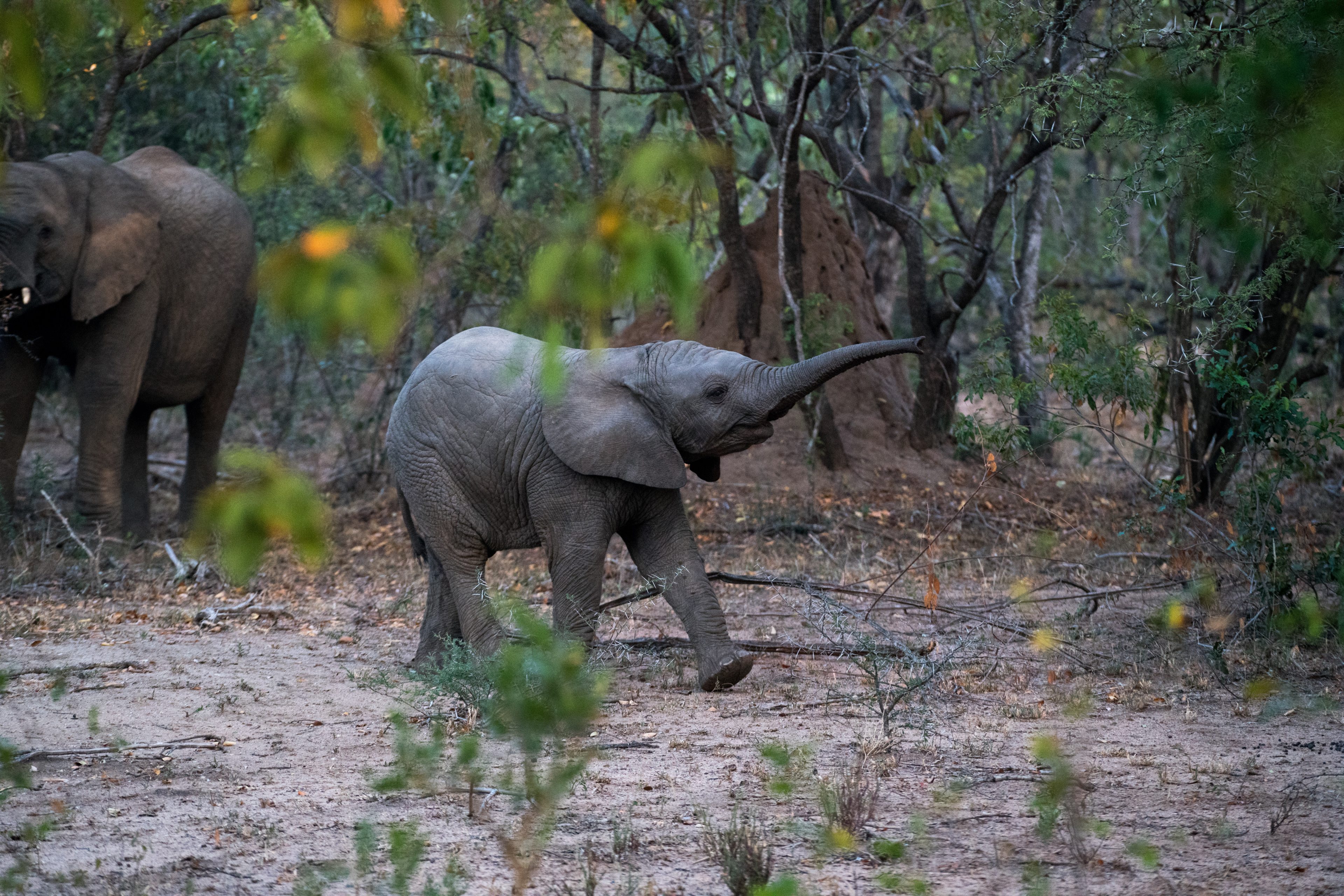 Cute Baby Elephant Playing In African Jungle 4k Wallpaper - Baby Elephant Sucking Trunk - 3840x2561 Wallpaper Cute Baby Elephant Playing In African Jungle 4k Wallpaper - Baby Elephant Sucking Trunk - 3840x2561 Wallpaper
