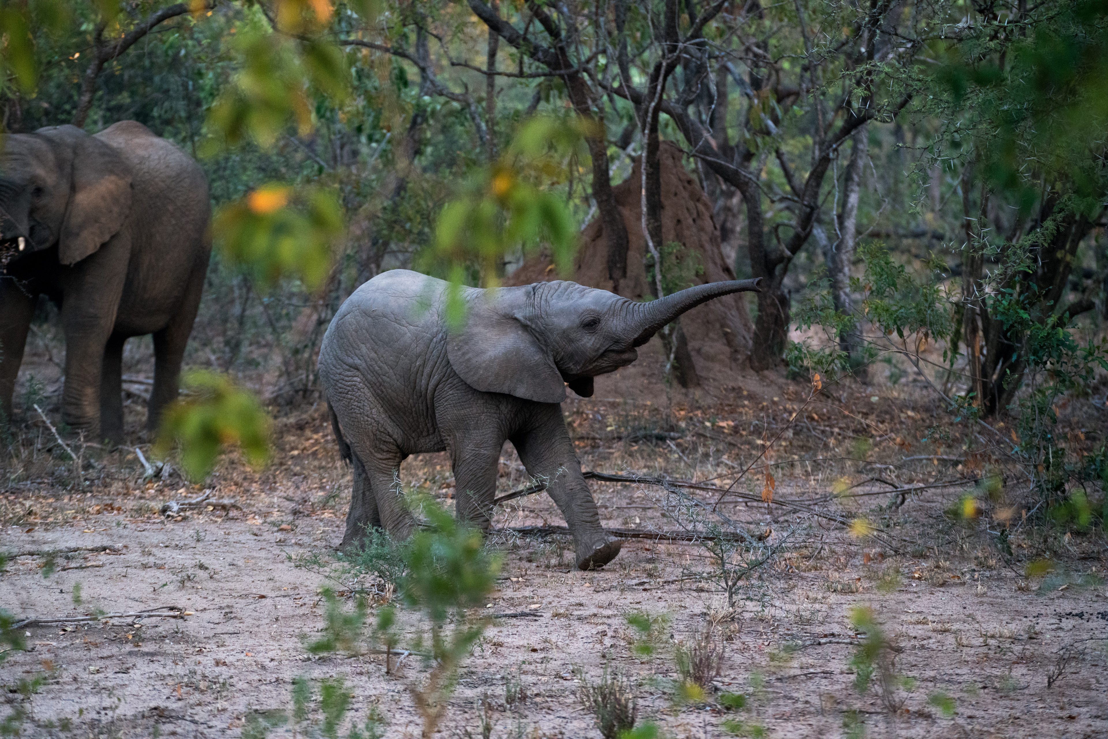 Cute Baby Elephant Playing In African Jungle 4k Wallpaper - Baby Elephant Sucking Trunk - HD Wallpaper 