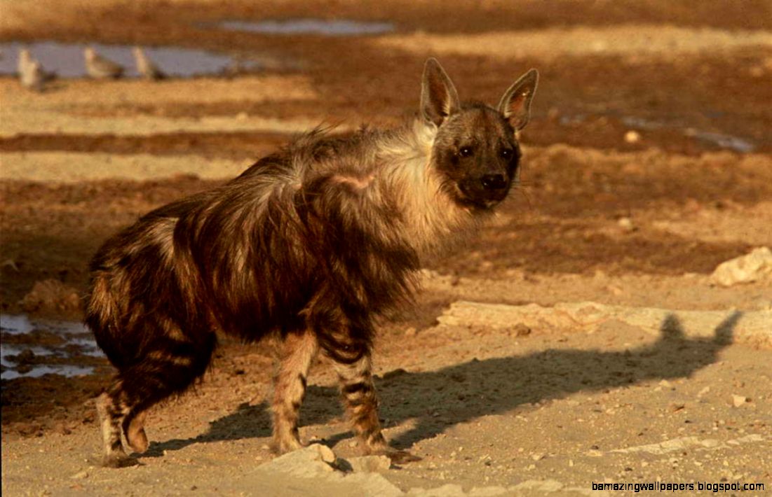 Beautiful Dangerous Wild Animals Pets Of Africa Beautiful - Dangerous Animal Of Africa - HD Wallpaper 