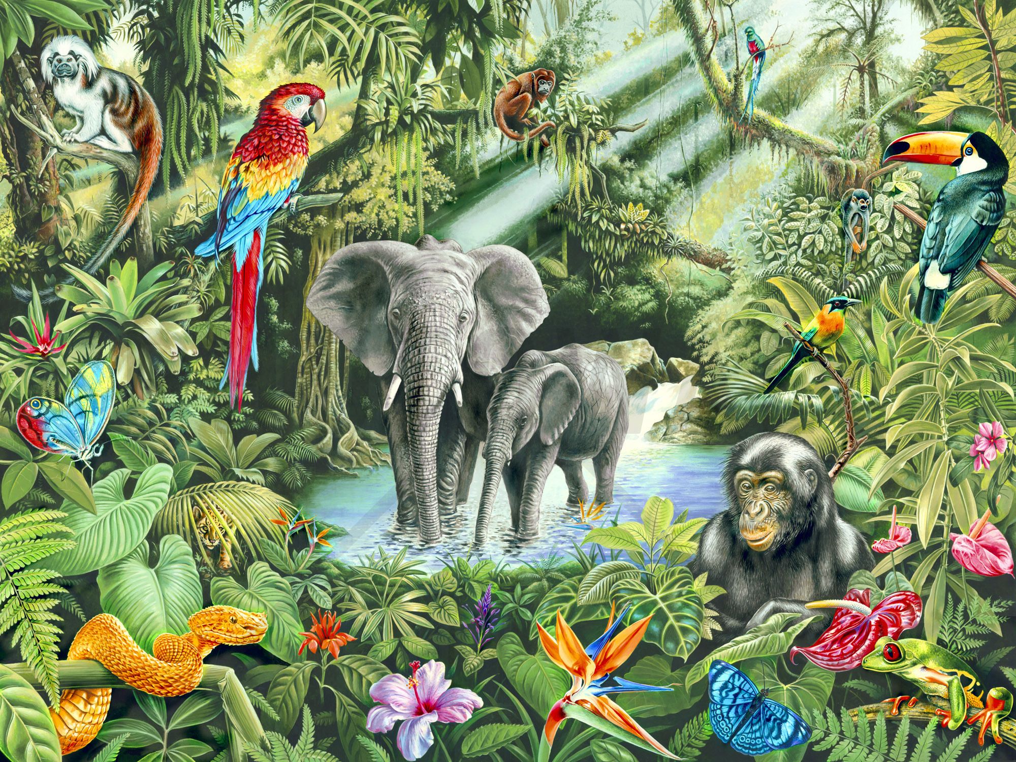 Art Of Rainforest Animals - HD Wallpaper 