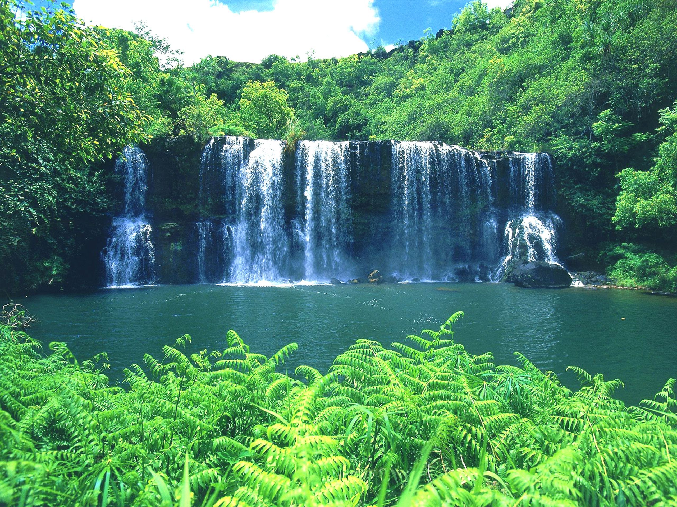 Power Ranger Wild Life - HD Wallpaper 