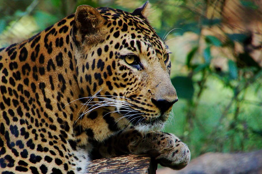 Wild, Animal, Leopard, Predator, View, Jungle, India, - HD Wallpaper 