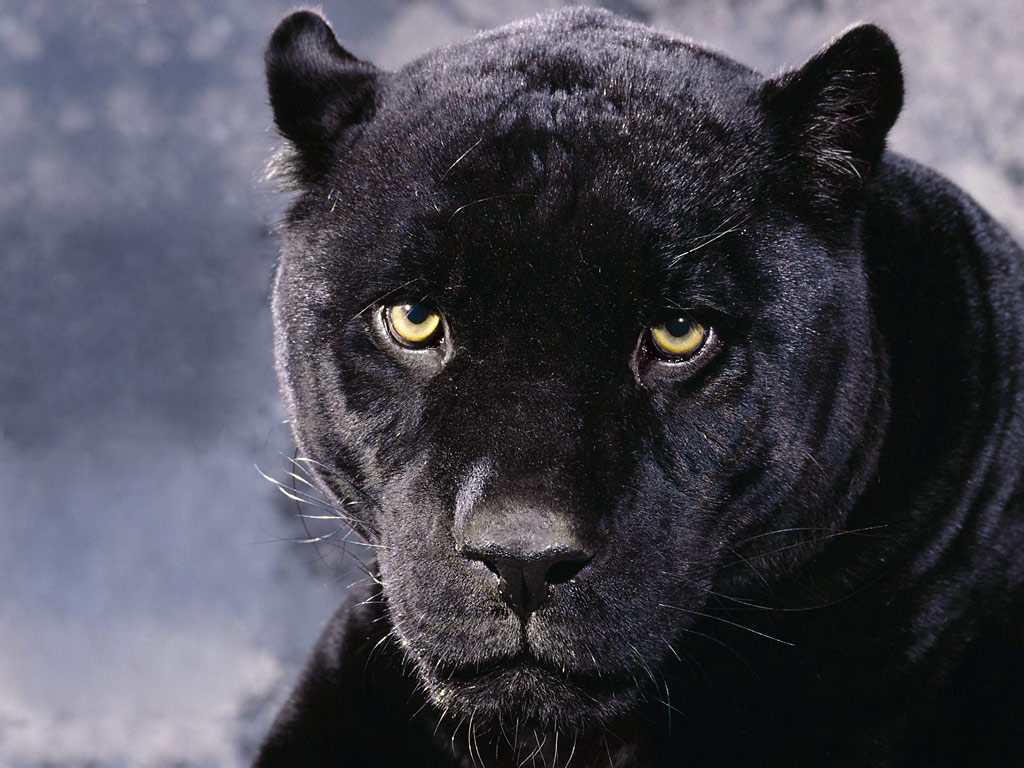 African Animals Jungle Life Black Panthers 174193 Wallpaper - Tapety Na  Plochu Zvířata - 1024x768 Wallpaper 